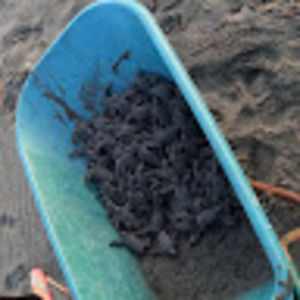 Meet your Posher, Angelina